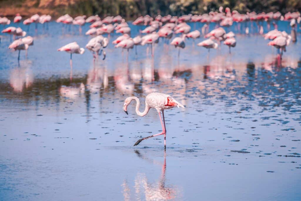 Flamingo pataugeant avec d'autres flamants roses en arrière-plan. Camargue, France.