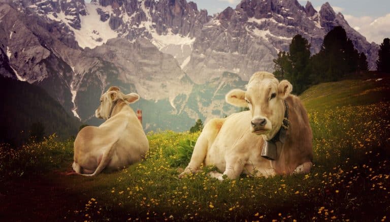 Vaches dans les prés des montagnes alpines.